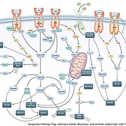 Apoptosis Molecular Interaction Pathway Map (Illustrator)