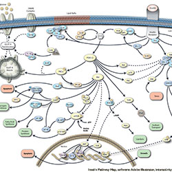 Insulin Molecular Interaction Map (Illustrator)
